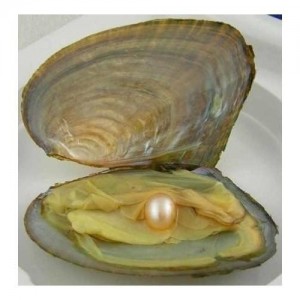 İnci İstiridyesi Hakkında Bilgiler