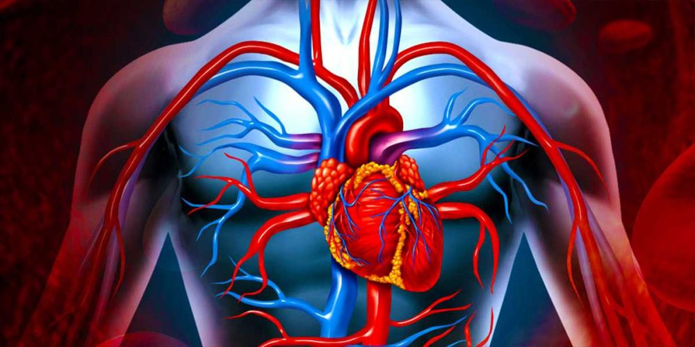 Aort Ana Damar ve Tarık (5-8 Ayetleri)